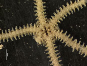 Media type: image; Invertebrate Zoology OPH-4150   Description: preserved specimen;